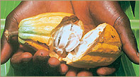 Aktie