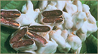 Aktie