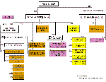 Organigramm